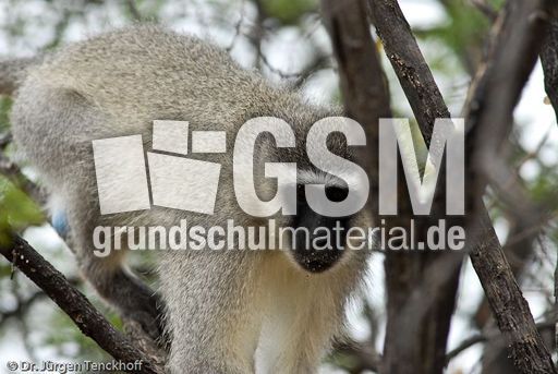 Grüne Meerkatzen (54 von 67).jpg